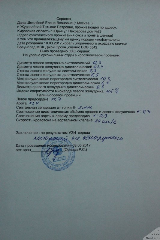 Фото: ньюфаундленд Braunblad MSK Djoy Orson (Браунблад МСК Джой Орсон)