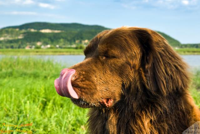 Фото: ньюфаундленд Lesnaya Skazka Izol'da (Лесная Сказка Изольда)