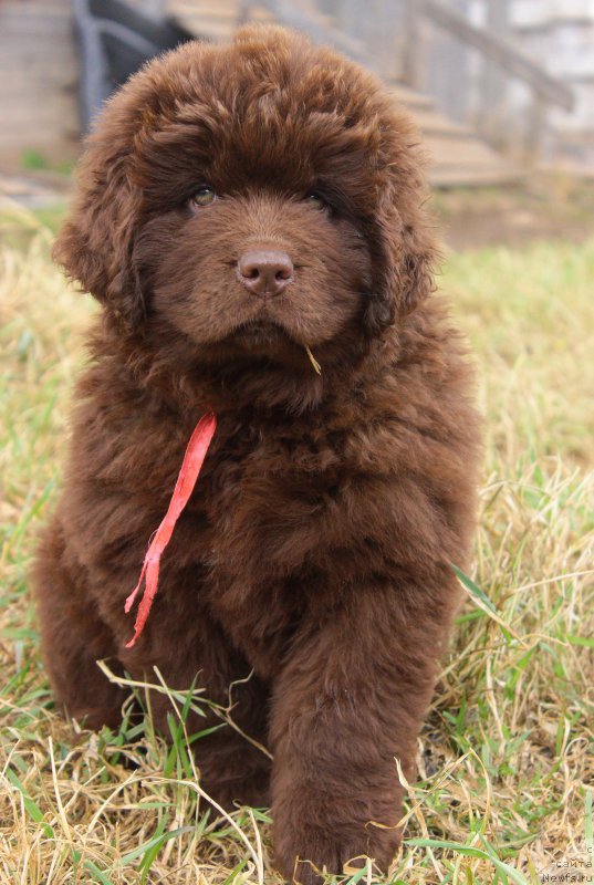 Фото: ньюфаундленд Brownblood MSK Darley Rinna (Браунблад МСК Дарли Ринна)