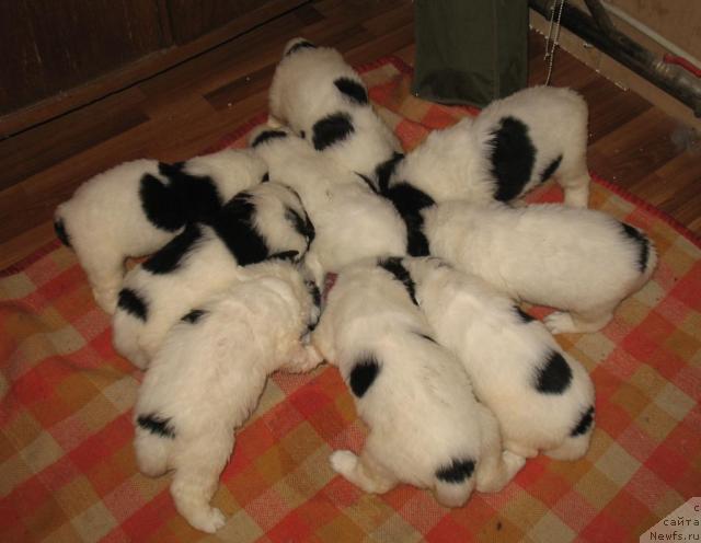 Фото: Щенки, ньюфаундленд SHedou iz Unikal'noy Kollekcii (Шедоу из Уникальной Коллекции)