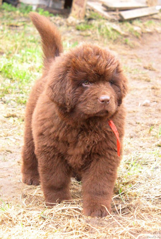 Фото: ньюфаундленд Brownblood MSK Delicia Shari (Браунблад МСК Дэлиция Шари)