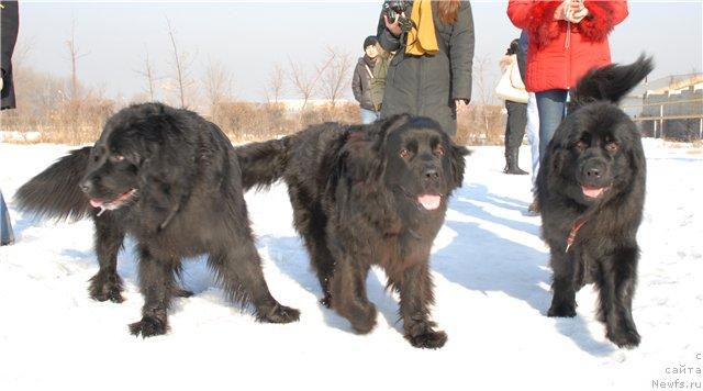 Фото: Штеффи, Пончо, ньюфаундленд Jenev'ev Garni Ledyen (Женевьев Гарни Ледэн)