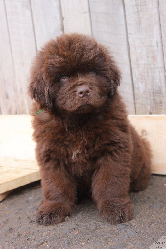 Фото: ньюфаундленд Braunblad MSK Djoy Orson (Браунблад МСК Джой Орсон)