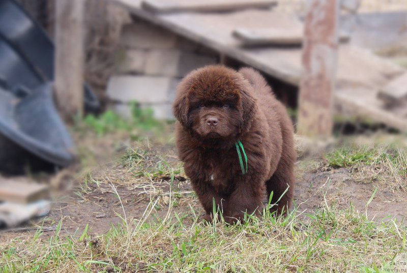 Фото: ньюфаундленд Braunblad MSK Djoy Orson (Браунблад МСК Джой Орсон)