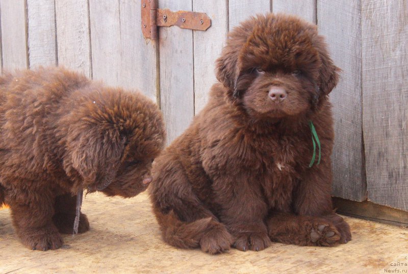 Фото: ньюфаундленд Braunblad MSK Djoy Orson (Браунблад МСК Джой Орсон)