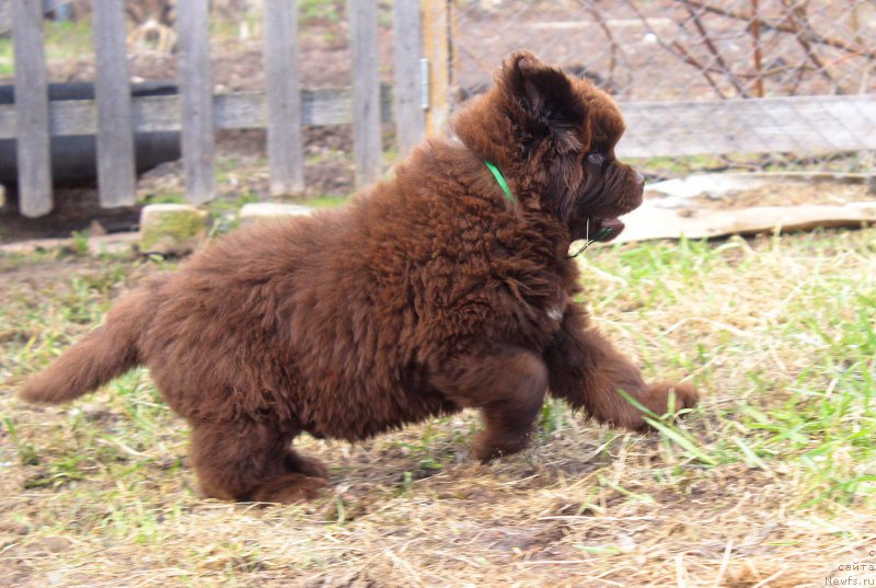 Фото: ньюфаундленд Braunblad MSK Djoy Orson (Браунблад МСК Джой Орсон)