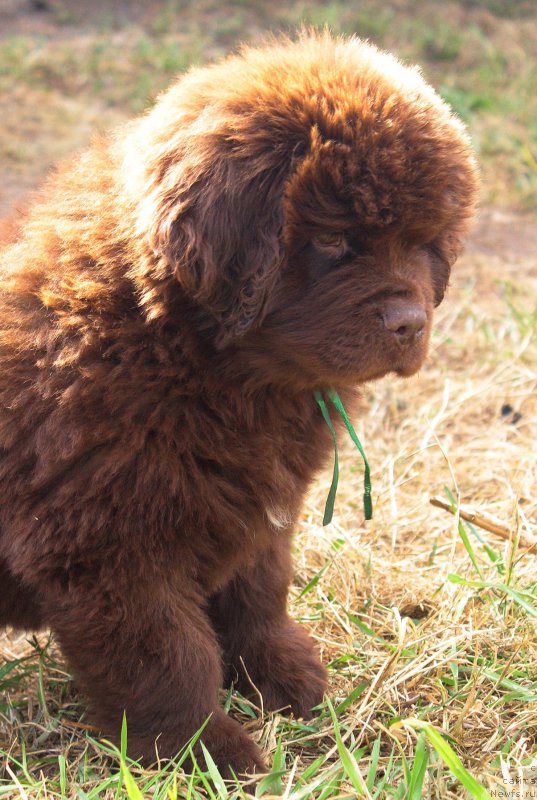 Фото: ньюфаундленд Braunblad MSK Djoy Orson (Браунблад МСК Джой Орсон)