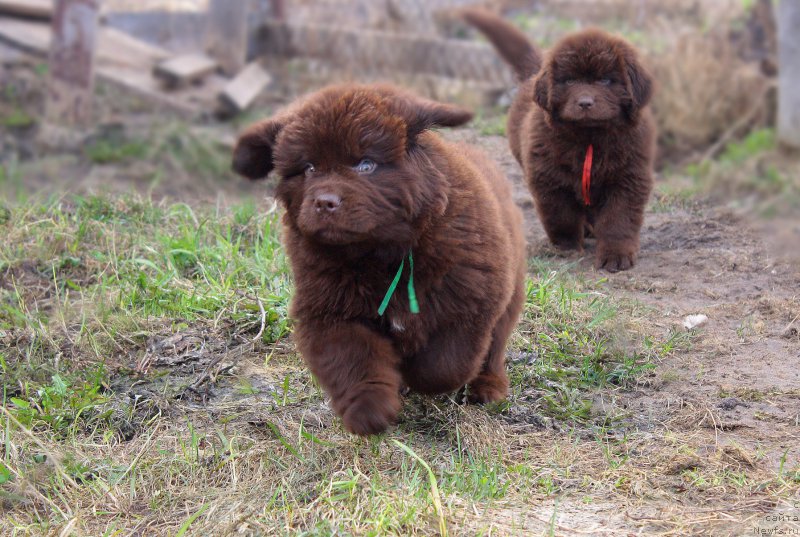 Фото: ньюфаундленд Braunblad MSK Djoy Orson (Браунблад МСК Джой Орсон)