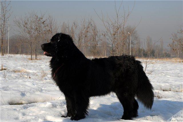 Фото: ньюфаундленд Jenev'ev Garni Ledyen (Женевьев Гарни Ледэн)