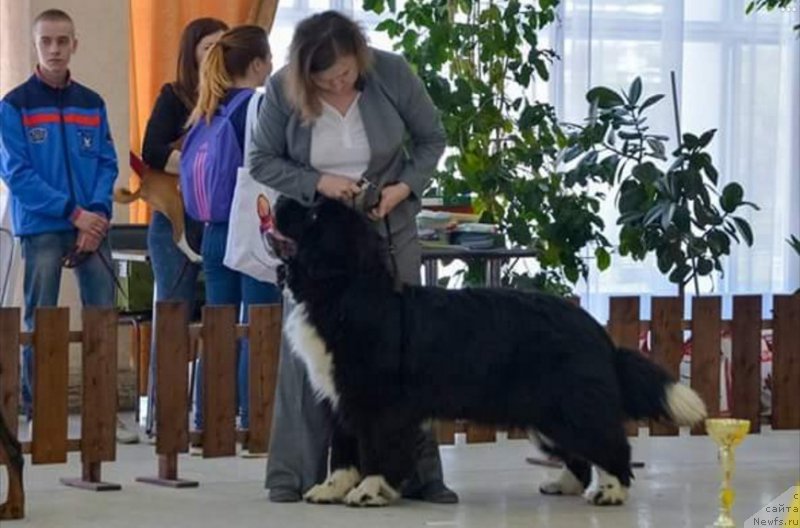 Фото: ньюфаундленд Zoren'ka YAsnaya ot Sibirskogo Medvedya (Зоренька Ясная от Сибирского Медведя)