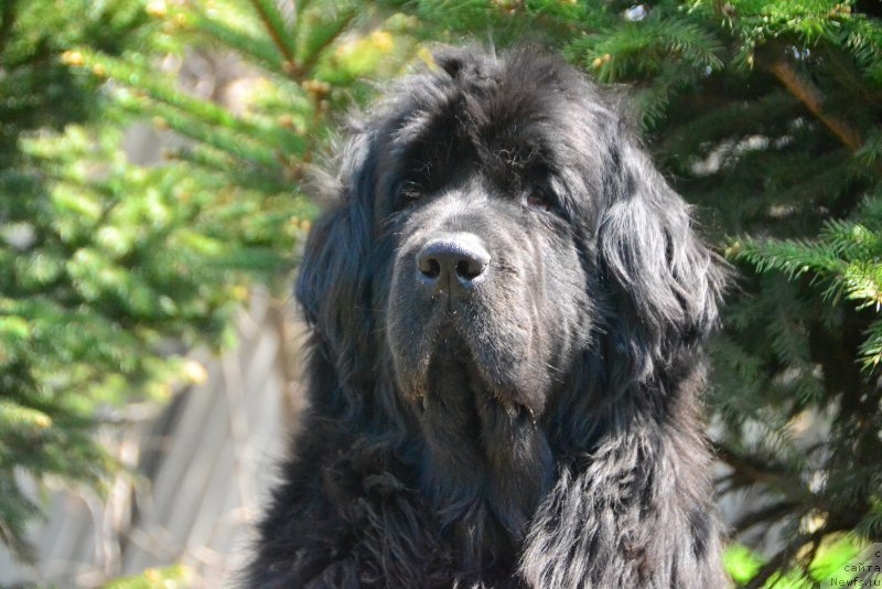 Фото: ньюфаундленд I'm Little Princess Midnight Bear