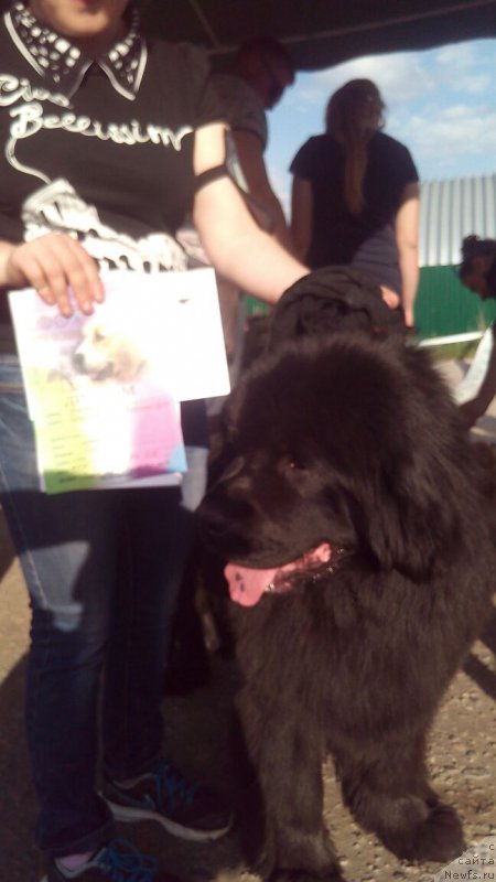 Фото: ньюфаундленд Braunblad MSK Vivitta Kurce (Браунблад МСК Вивитта Курце)