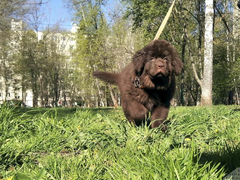 Фото: ньюфаундленд Brownblood MSK Livona Liba (Браунблад МСК Ливона Либа)