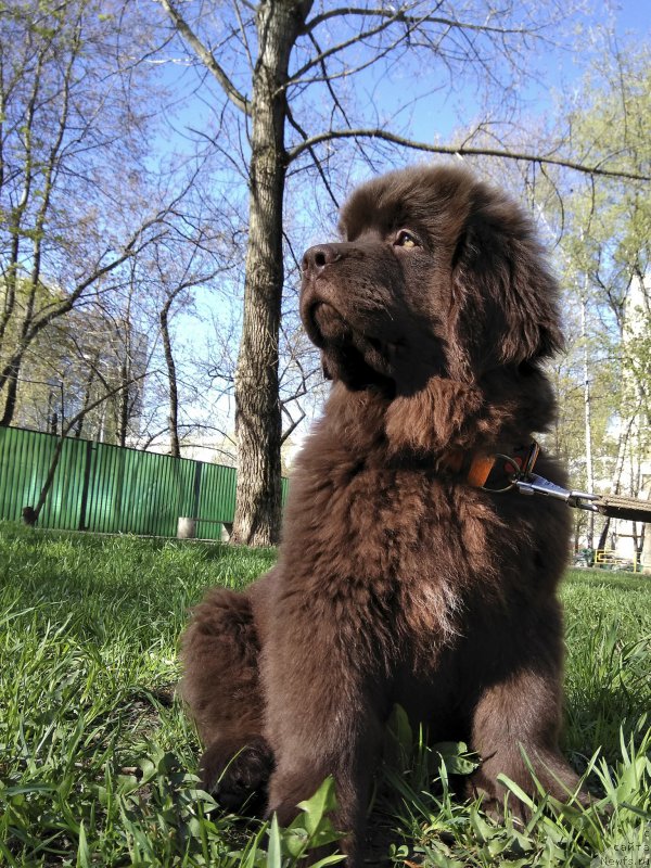 Фото: ньюфаундленд Brownblood MSK Livona Liba (Браунблад МСК Ливона Либа)