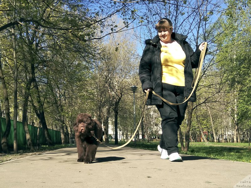 Фото: Viktoriya Aleksandrova (Виктория Александрова), ньюфаундленд Brownblood MSK Livona Liba (Браунблад МСК Ливона Либа)