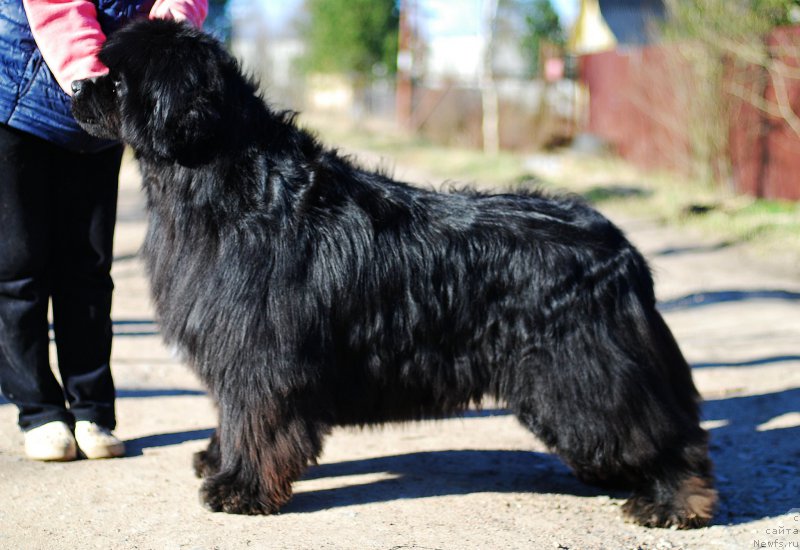 Фото: ньюфаундленд Fluffy Avalanch Young Moon (Флюфи Аваланч Янг Мун)