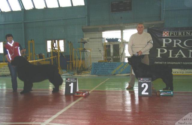 Фото: ньюфаундленд Aquatoriya Kelvin Zolotoy Medved (Акватория Келвин Золотой Медведь), ньюфаундленд Zvezdnyiy Blesk iz Medvej'ego YAra (Звездный Блеск из Медвежьего Яра)