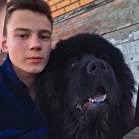 Фото: ньюфаундленд Sirius Bol'shoy Pes (Сириус Большой Пес)