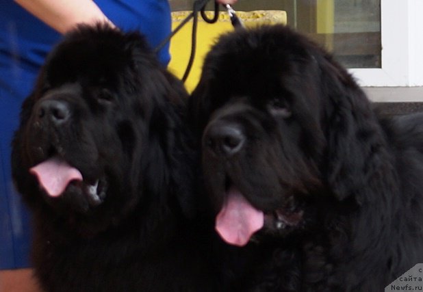 Фото: ньюфаундленд Real Masterpiece Midnight Bear, ньюфаундленд Njufort Atlantida (Ньюфорт Атлантида)