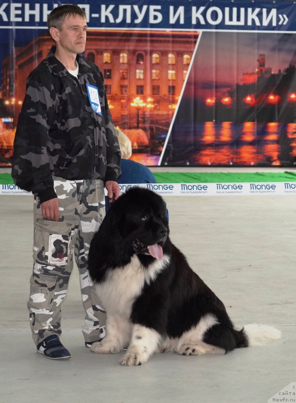 Фото: ньюфаундленд Super Premium Zanzibar (Супер Премиум Занзибар)