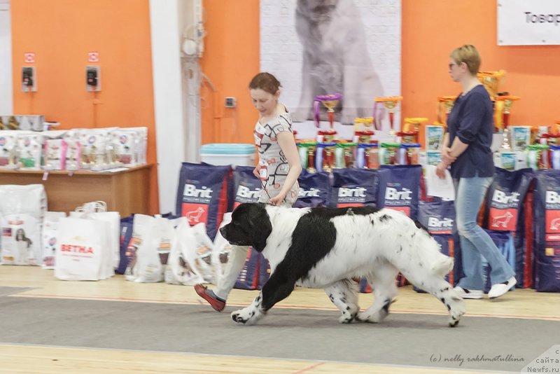 Фото: ньюфаундленд Moon Brook Dakota (Моон Броок Дакота)