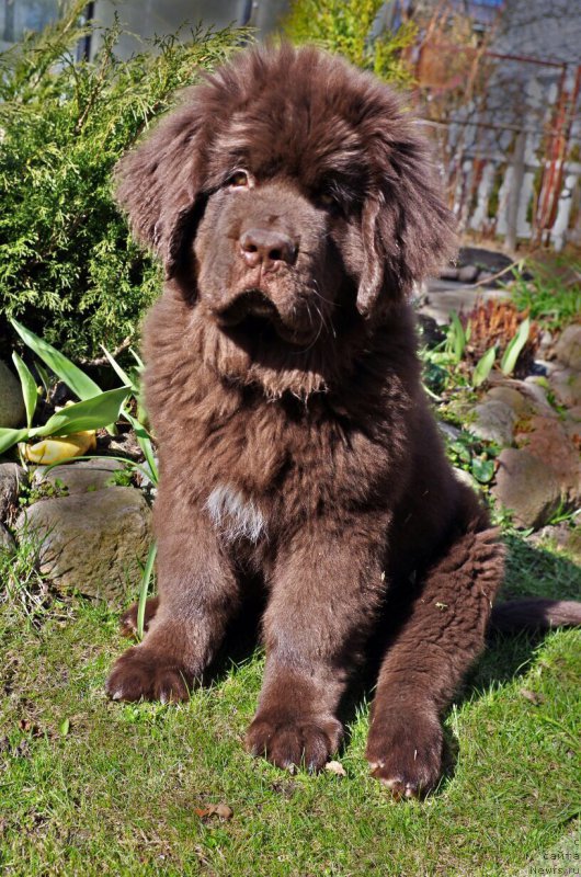 Фото: ньюфаундленд Brownblood MSK Larchie Ardon (Браунблад МСК Ларчи Ардон)