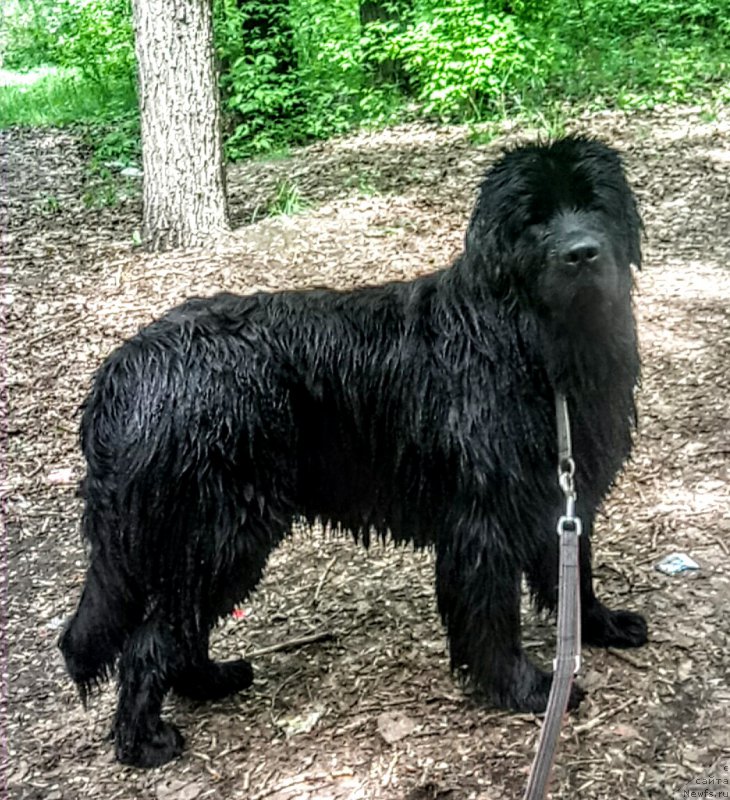 Фото: ньюфаундленд N'yufort Divnaya Diana (Ньюфорт Дивная Диана)