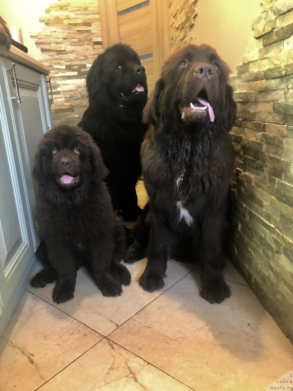 Фото: ньюфаундленд CHarl'z Balu Blek Biar (Чарльз Балу Блек Биар), ньюфаундленд Brownblood MSK Leya Aiman (Браунблад МСК Лея Айман), ньюфаундленд Brownblood MSK Audi Red Less (Браунблад МСК Ауди Рэд Лэсс)