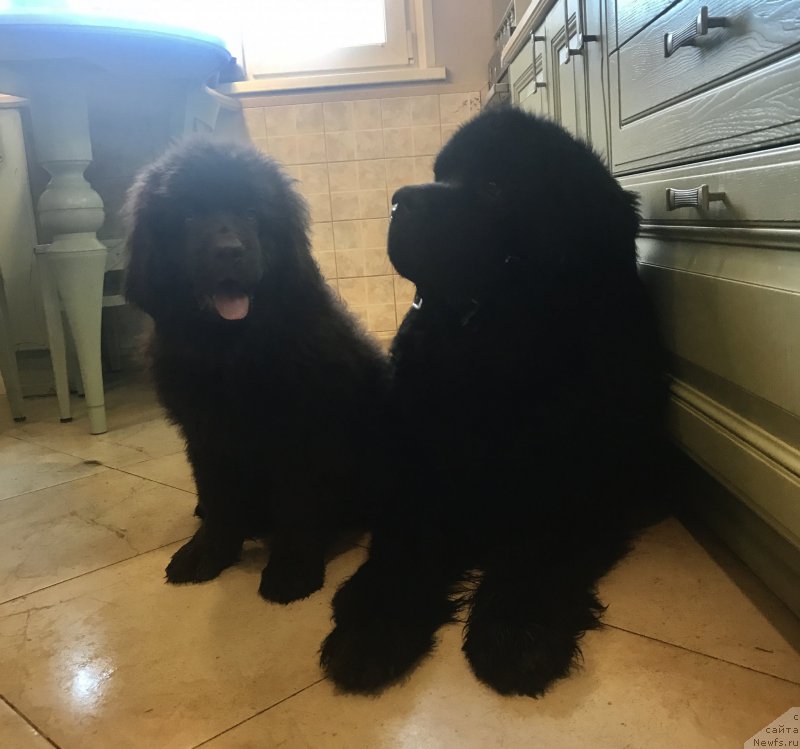 Фото: ньюфаундленд Brownblood MSK Leya Aiman (Браунблад МСК Лея Айман), ньюфаундленд CHarl'z Balu Blek Biar (Чарльз Балу Блек Биар)