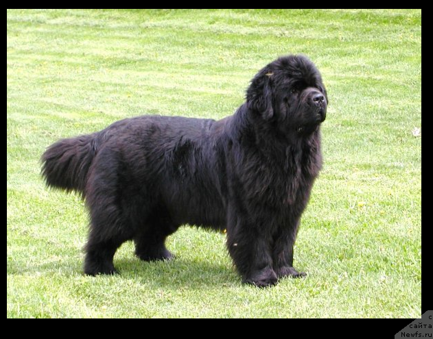 Фото: ньюфаундленд Numas Who's That Girl at Sun Valley