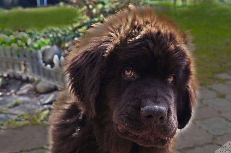 Фото: ньюфаундленд Brownblood MSK Larchie Ardon (Браунблад МСК Ларчи Ардон)