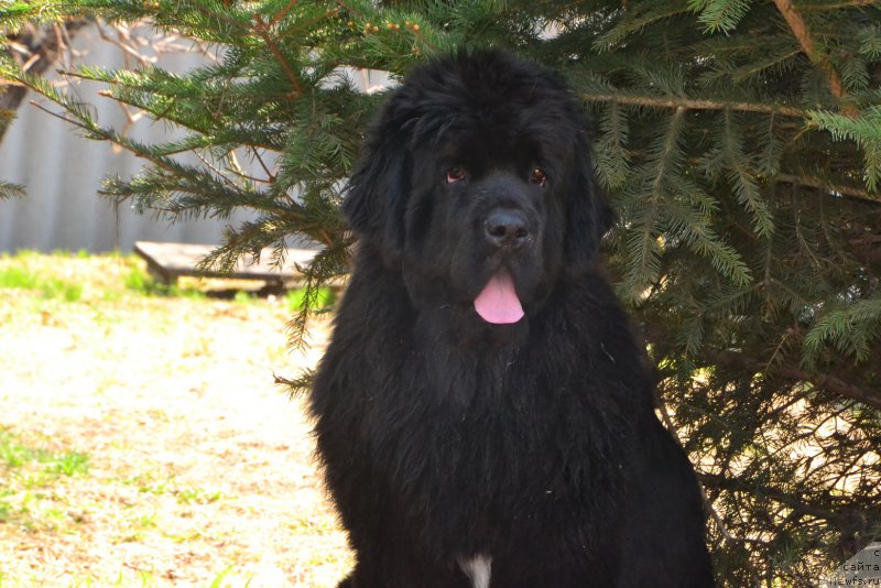 Фото: ньюфаундленд Talisman Morya La-Valetta (Талисман Моря Ла-Валетта)