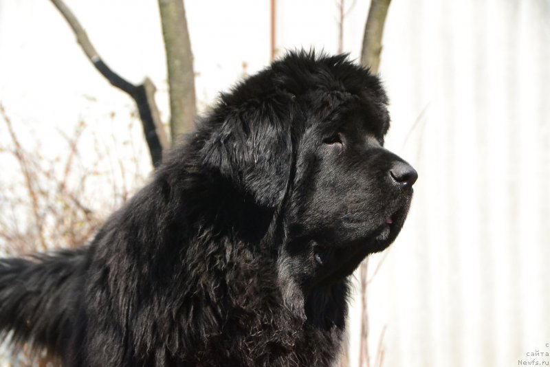 Фото: ньюфаундленд Talisman Morya La-Valetta (Талисман Моря Ла-Валетта)