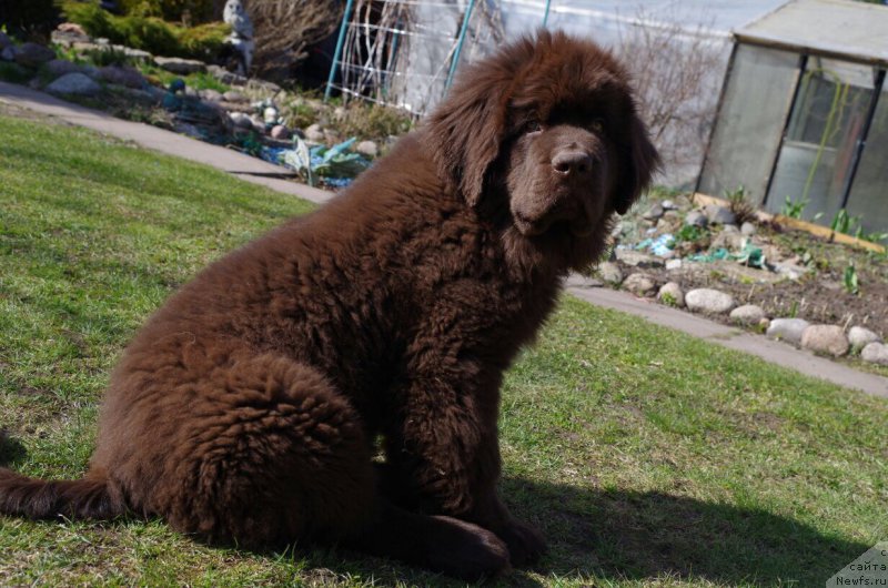 Фото: ньюфаундленд Brownblood MSK Larchie Ardon (Браунблад МСК Ларчи Ардон), ньюфаундленд Brownblood MSK Larchie Ardon (Браунблад МСК Ларчи Ардон)