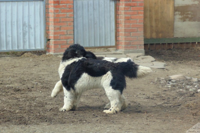 Фотография № 224555