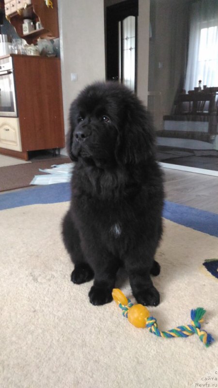 Фото: ньюфаундленд Brownblood MSK Lambert Amir (Браунблад МСК Ламберт Амир)