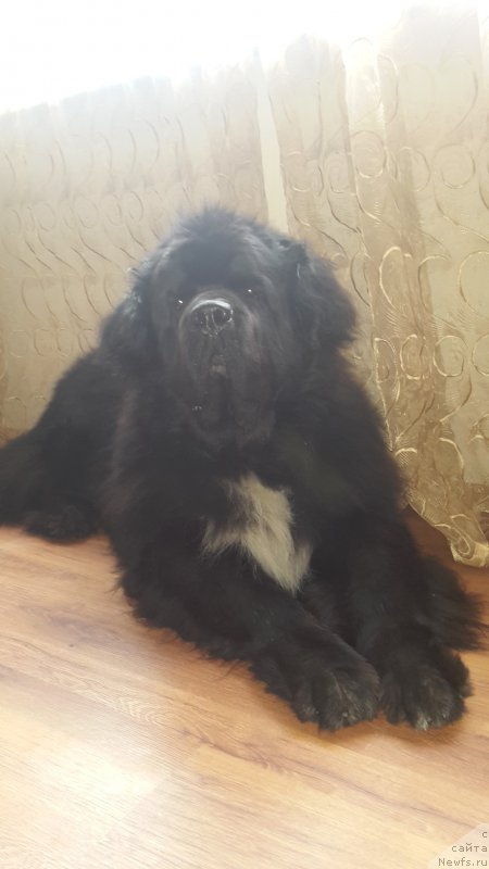 Фото: ньюфаундленд Dark Pride Van Gogh (Дак Прайд Ван Гог)