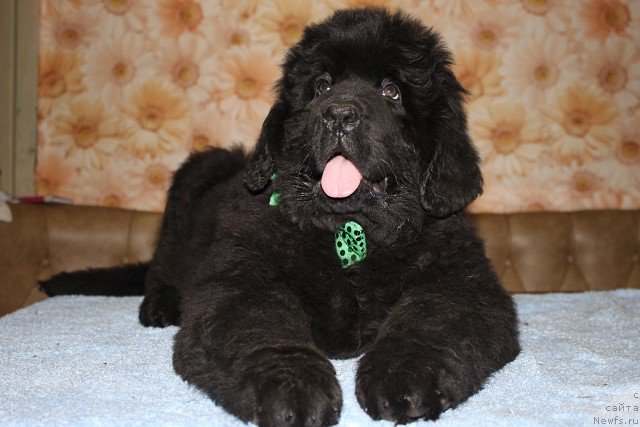 Фото: ньюфаундленд Inter Follou ze Boll (Интер Фоллоу зе Болл)