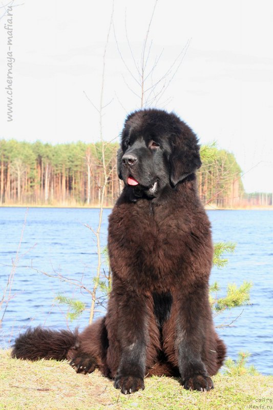 Фотография № 224582