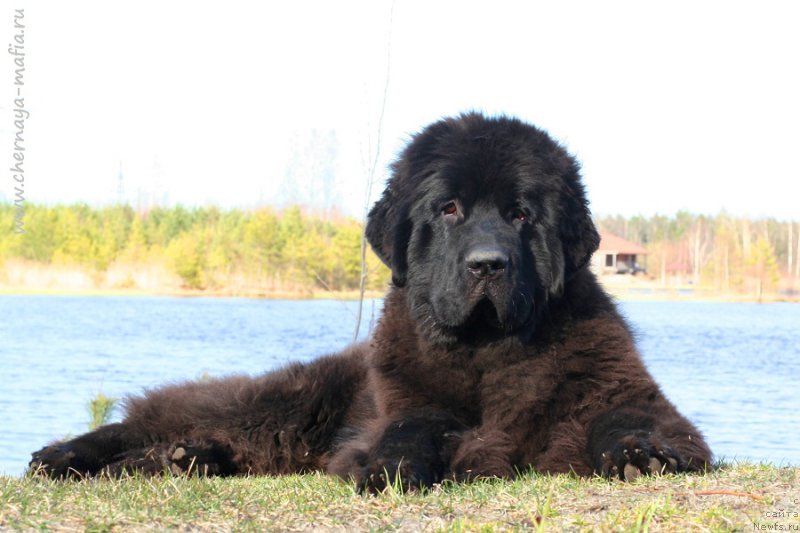 Фотография № 224583