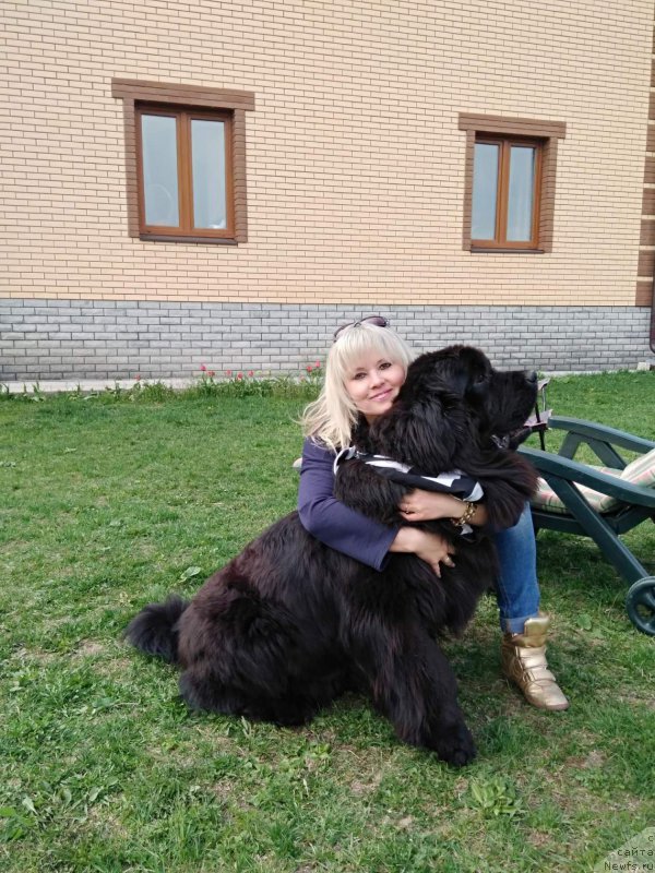 Фото: ньюфаундленд Perun is Antagrada (Перун из Антаграда)