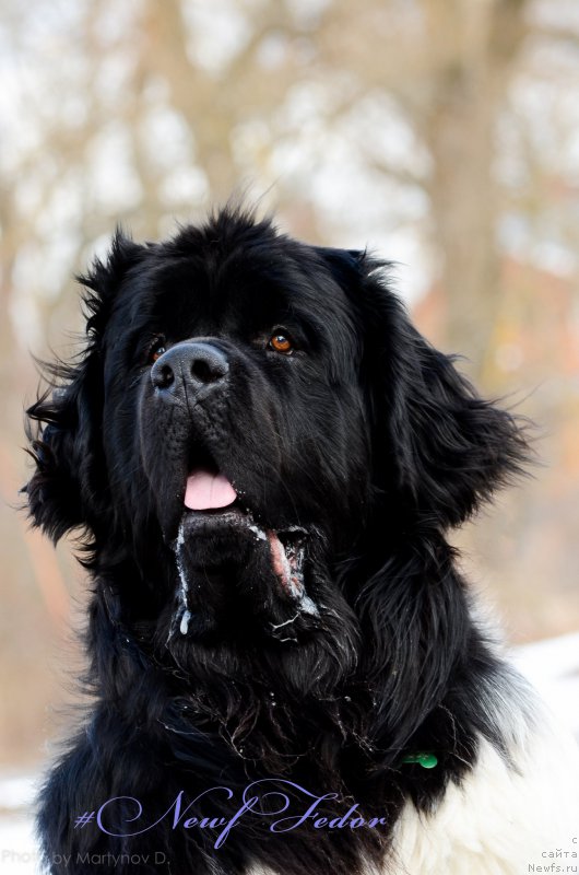Фото: ньюфаундленд Angels Keeper Nibelung (Энджелс Кипер Нибелунг)