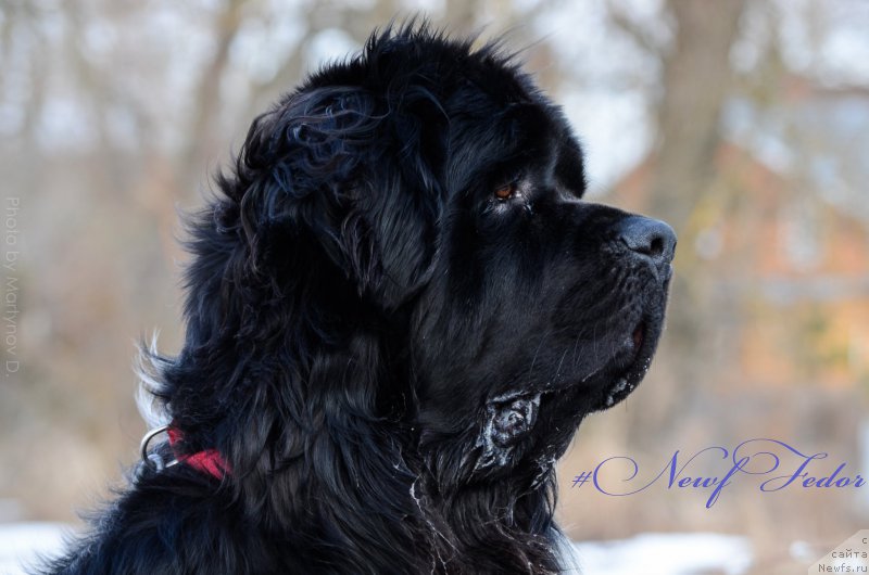 Фото: ньюфаундленд Angels Keeper Nibelung (Энджелс Кипер Нибелунг)