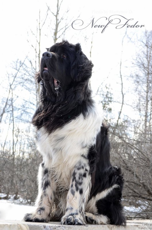 Фото: ньюфаундленд Angels Keeper Nibelung (Энджелс Кипер Нибелунг)