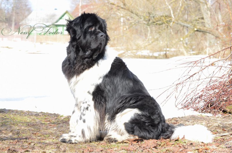 Фото: ньюфаундленд Angels Keeper Nibelung (Энджелс Кипер Нибелунг)