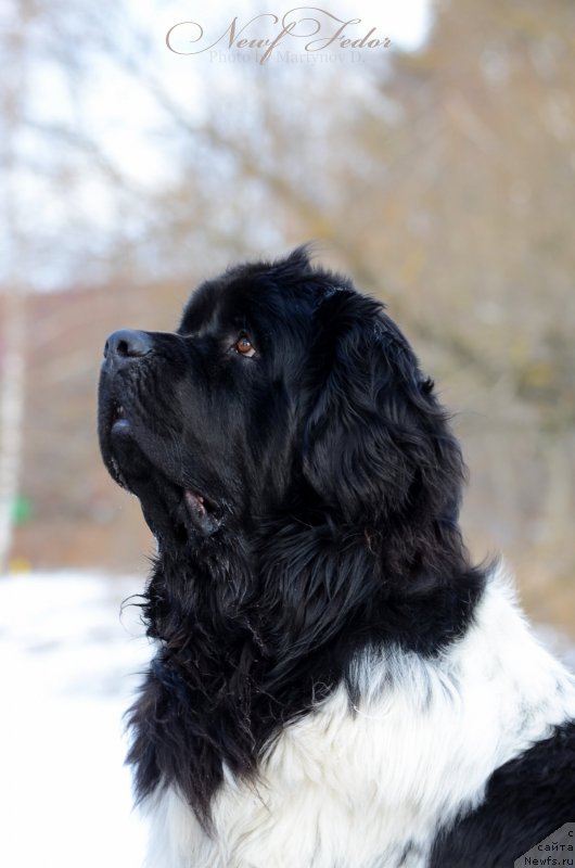 Фото: ньюфаундленд Angels Keeper Nibelung (Энджелс Кипер Нибелунг)