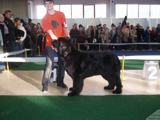 Фото: ньюфаундленд Euro Surprise ot Sibirskogo Medvedja (Евро Сюрпрайз от Сибирского Медведя)