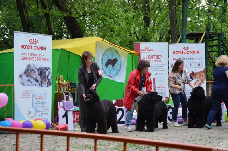 Фото: ньюфаундленд Terra Viktoriya Bogemnaya L'vica (Терра Виктория Богемная Львица), ньюфаундленд Ifidzheniya s Berega Dona (Ифиджения с Берега Дона), ньюфаундленд Aquatoriya Kelvin Zhasmin (Акватория Келвин Жасмин)