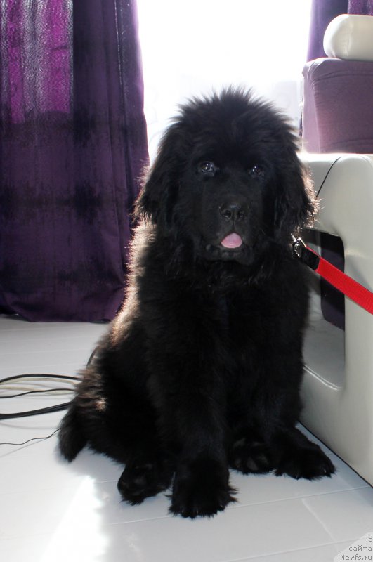 Фото: ньюфаундленд Brownblood MSK Lagendary North (Браунблад MCК Лэджендари Норс)