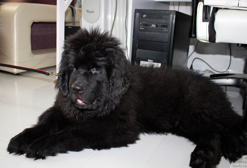 Фото: ньюфаундленд Brownblood MSK Lagendary North (Браунблад MCК Лэджендари Норс)